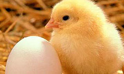 پنج هزار و 429 تن مرغ و تخم مرغ در محلات تولید شد