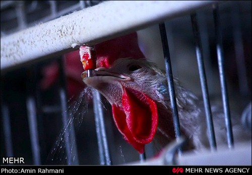 گزارش تصویری / مراکز نگهداری و پرورش مرغ