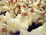 37 هزار و 600 تن گوشت مرغ در استان مرکزی تولید شد