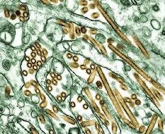 تعیین توالی وآنالیز فیلوژنتیك ژن (PB1 ) ویروس آنفولانزای پرندگان (H9N2 ) در ایران