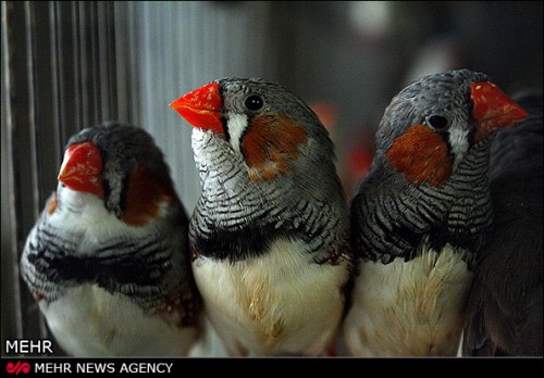 گزارش تصویری / فروش پرندگان زینتی
