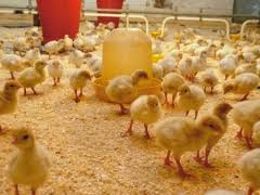 جوجه ریزی درمرغداریهای گناباد از مرز چهار میلیون قطعه گذشت