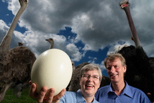 بزرگ‌ترین تخم‌ شترمرغ جهان گینسی شد