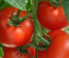 بررسي اثرات استفاده از سطوح مختلف تفاله خشك گوجه فرنگي در جيره غذايي بر خصوصيات هيستومورفومتريك روده باريك جوجه هاي گوشتي