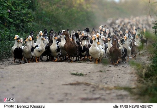 پرورش اردک در روستای زاغده شهرستان آمل