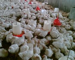 هیچ هورمونی به مرغ‌ها تزریق نمی‌شود