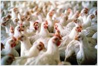 خریداری 1800 تن مرغ از مرغداران خراسان‌جنوبی