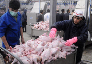 منع صادرات گوشت مرغ تصمیمی عجولانه است / کمبودی در تولید نداریم