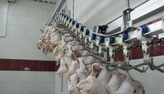 امسال 700 تن گوشت مرغ بدون آنتي‌بيوتيک در نيشابور توليد شد