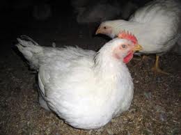تجزيه و تحليل بهره وري عوامل توليد در صنعت طيور مرغ گوشتي«مطالعه موردي: استان گيلان»