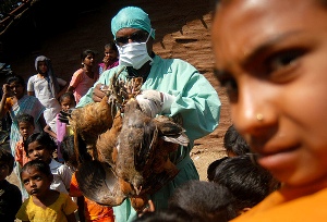 شیوع مجدد بیماری آنفلوآنزای پرندگان تهدید جدی برای سلامت جهانی در سال 2013