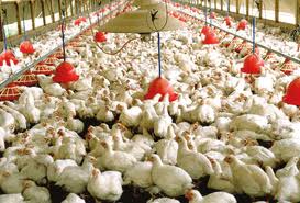 69 واحد تولید مرغ گوشتی در گلپایگان فعالیت می‌کنند