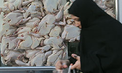توزیع گوشت مرغ در کشور افزایش یافت