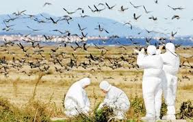 پایش مولكولی آنفلوانزای پرندگان در پارك‌های پرندگان شهر تهران