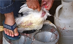 کشتار غیر بهداشتی مرغ زنده تهدیدی برای سلامت جامعه