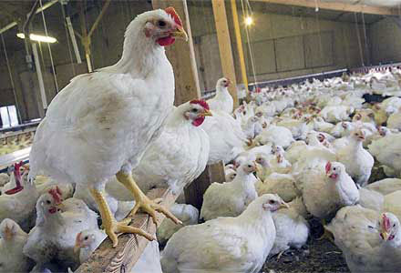 40 درصد مرغ در سالن‌ها باقی مانده است