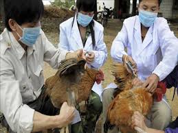 منشا ویروس آنفلوانزی مرغی کشف شد