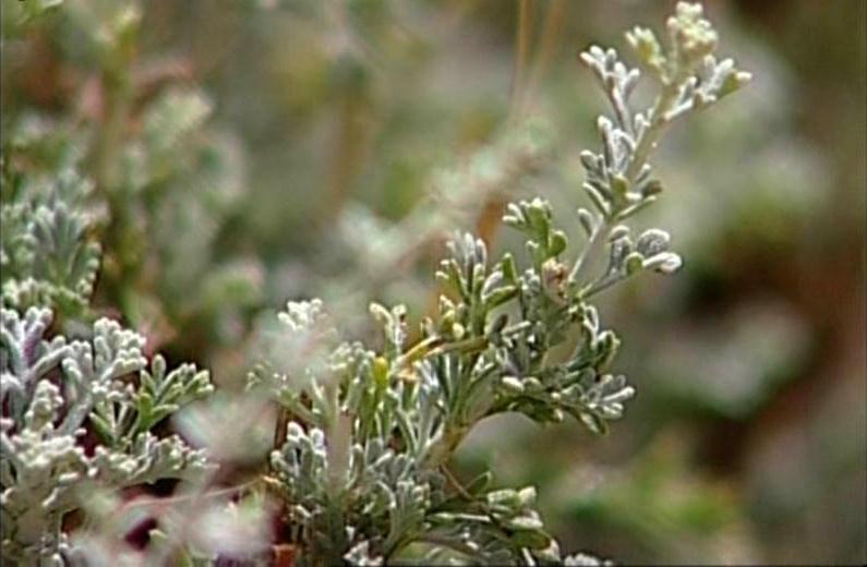 بررسي اثرات عصاره متانولي و پودر برگ درمنه خزري (Artemisia annua) بر عملكرد، سيستم ايمني سلولي و هومورال جوجه هاي گوشتي