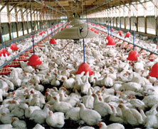 نخستین واحد پرورش مرغ به روش طبیعی در اوزلارستان به بهره برداری رسید