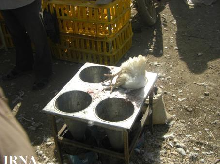 مراکز فروش مرغ زنده در کهگیلویه و بویراحمد تعطیل می شوند