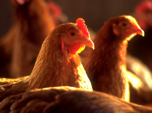 رییس کمیسیون کشاورزی: در صنعت تولید مرغ باید به ثبات در قیمت و بازار برسیم