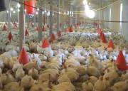 افتتاح واحد توليدي مرغ تخمگذار 40 هزار قطعه‌اي در گچساران