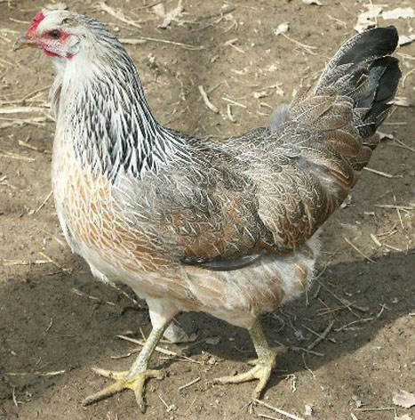 تنوع آللي موجود در ناحيه اينترون سوم ژن گرلين (ghrelin) مرغ بومي آذربايجان غربي