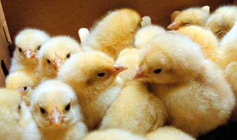 شدت گرفتن قیمت جوجه یکروزه