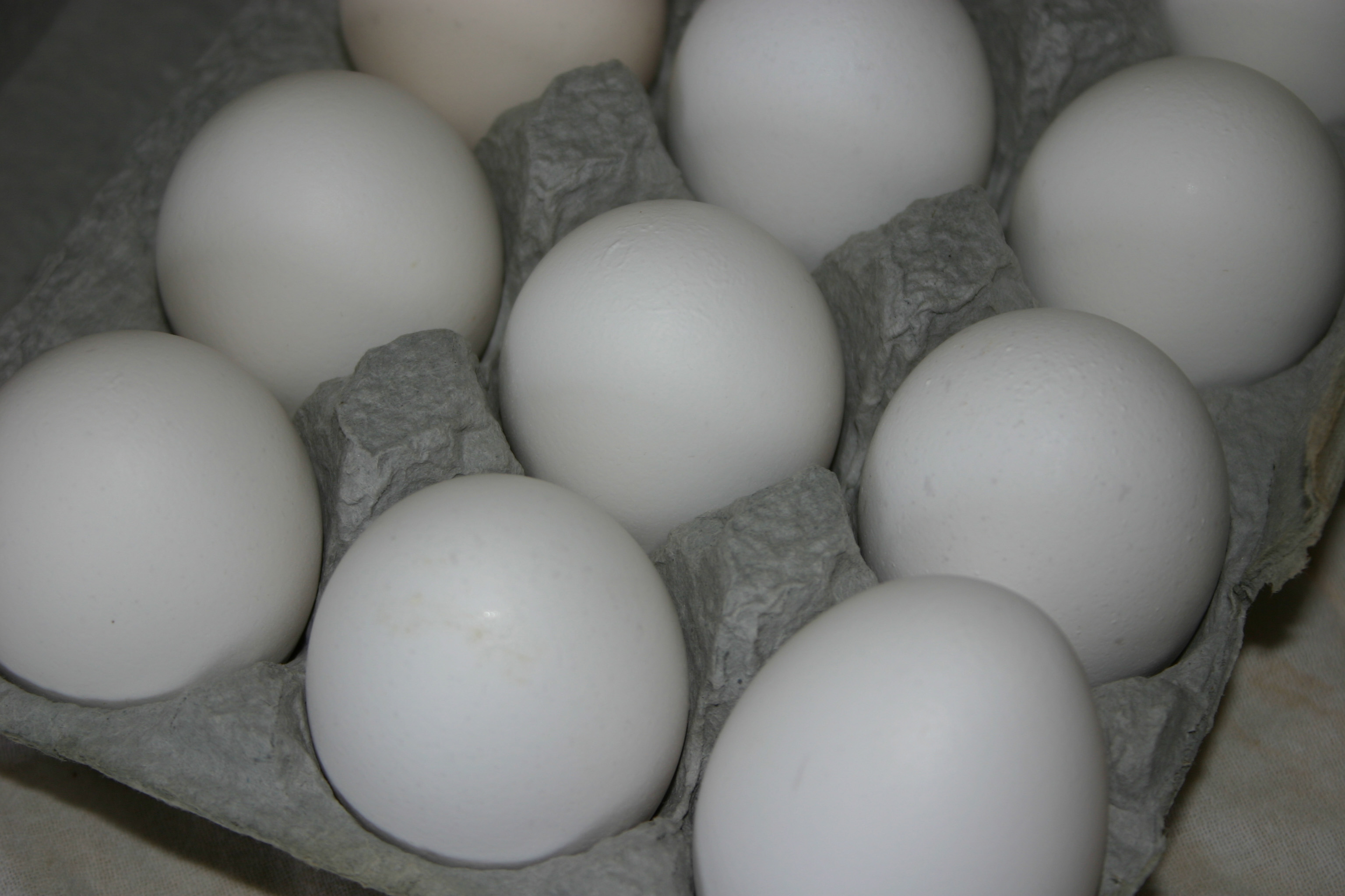 ابرقدرتمندهای تولید تخم مرغ در جهان