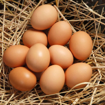 اثرات توازن الكتروليت هاي جيره بر عملكرد و كيفيت پوسته تخم مرغ مرغان تخم گذار در شرايط حرارت بالا و  حرارت معمول در  مرحله آخر تخم گذاری