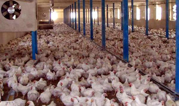 افزایش تلفات در مرغداری ها با شروع فصل گرما/لزوم هوشیاری مرغداران