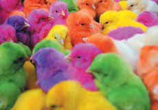 خرید جوجه‌های رنگی راهی برای انتقال بیماری‌های مشترک طیور به کودکان