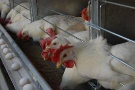 26 واحد مرغداری تخمگذار در استان سمنان فعال است