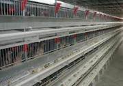 بهره برداری از طرح پرورش مرغ در قفس در سرعین
