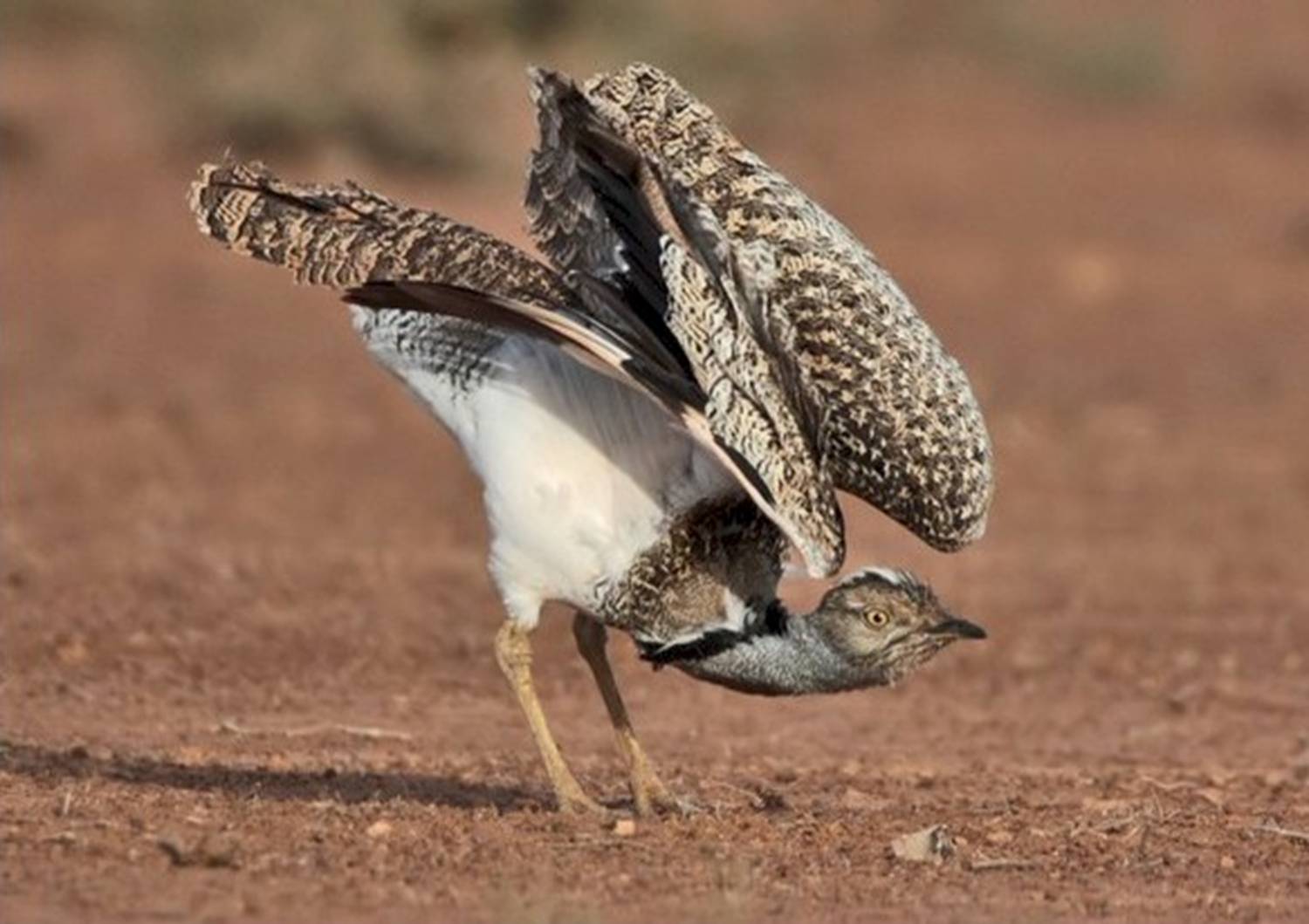 بوکان؛ آخرین زیستگاه میش ‌مرغ در ایران/ میش مرغ همچنان در لیست قرمز