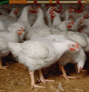 کشتار میلیون‌ها مرغ‌ لهستانی به دلیل گرانی نهاده