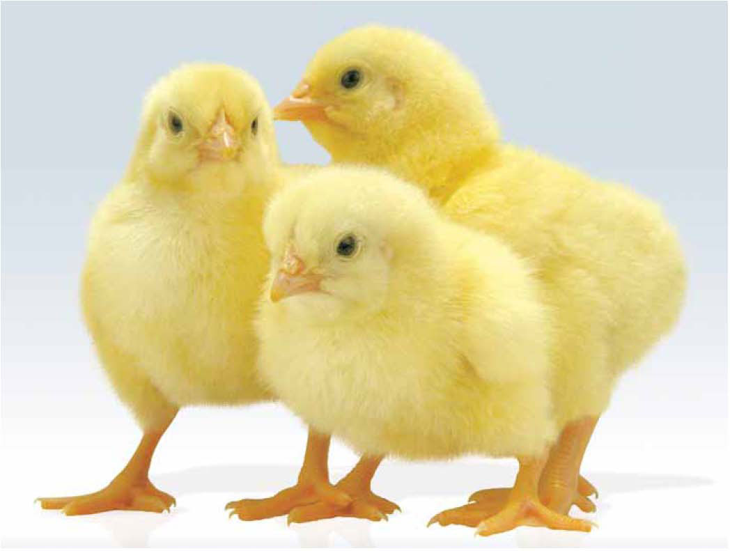 مرغداران مراقب سندرم تنفسی طیور باشند/ جوجه های یک روزه واکسینه شدند