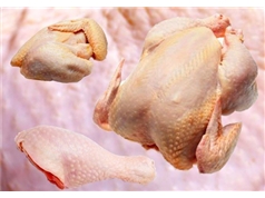 کردستان دومین تولید کننده گوشت سفید در غرب کشور