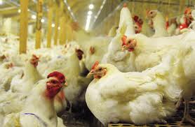 سیستم قرنطینه ورودی واحدهای مرغ گوشتی استان قزوین اجرا شد