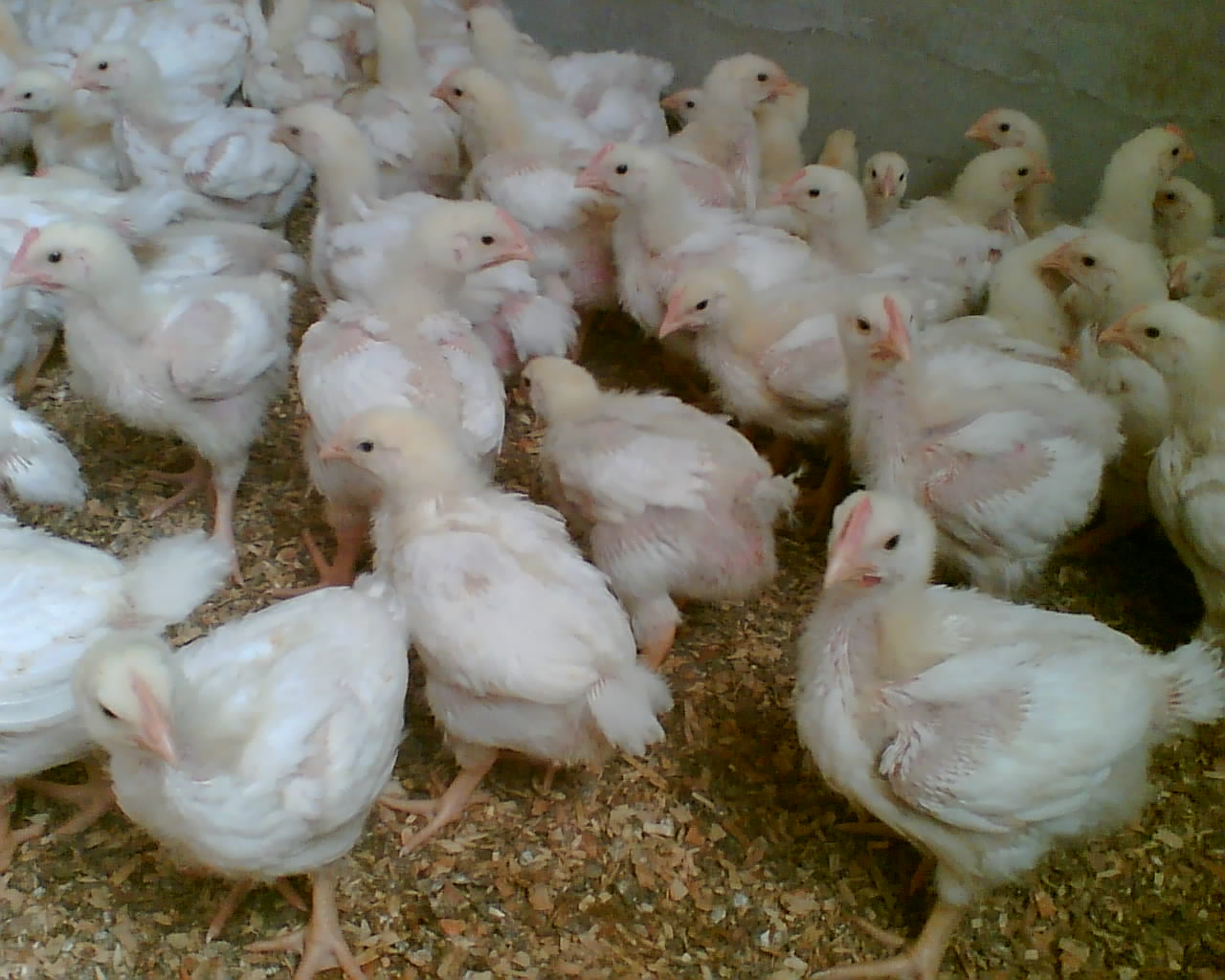 اخذ مجوز پنج میلیون قطعه جوجه ریزی در لرستان/ امکان صادرات مرغ فراهم می شود