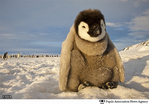 دنیای شگفت انگیز پنگوئن ها