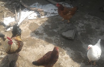 مرغ بومی شهرستان در حال از بین ر فتن است