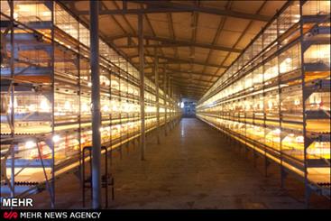 واحد تولید مرغ تخم گذار با سرمایه گذاری خارجی درگچساران راه اندازی می شود