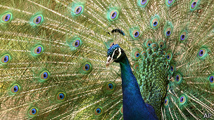 راز جاذبه جنسی دم طاووس نر کشف شد
