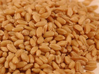 خریداری 1500 تن گندم برای مرغداری های زنجان