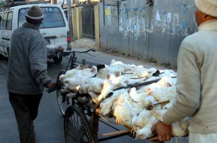 شیوع آنفلوانزای طیور در نپال فروش مرغ را متوقف کرد