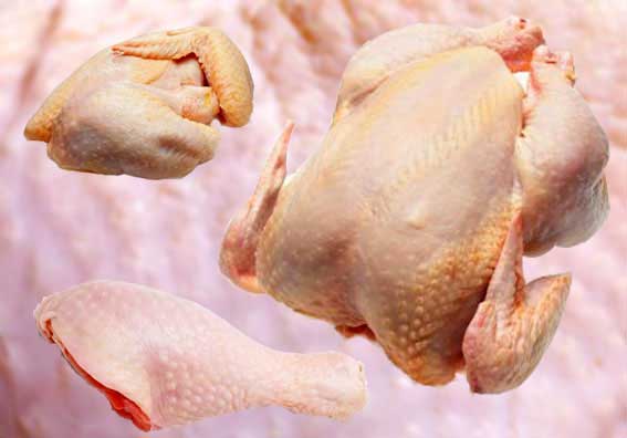 تولید مرغ سبز از لحاظ اقتصادی به صرفه است