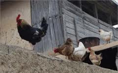 توسعه پرورش مرغ بومی و محلی در روستاهای مازندران