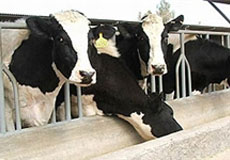 تب سه روزه دامی در گیلان