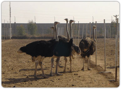 تولید 4.5 تن گوشت شترمرغ در خراسان جنوبی